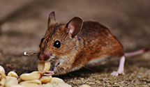 24 Hour & Emergency Exterminators in Robertsburg, WV